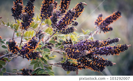 Close up Locust trees flower on tree concept photo. Close up Locust trees flower on tree concept photo. 103292007