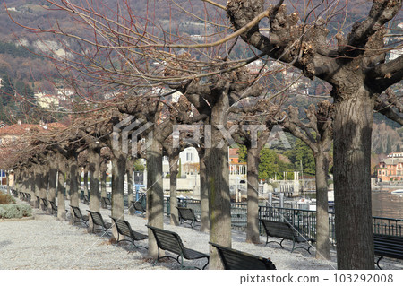 Lakeside garden at Cernobbio of Lake Como, Italy 103292008