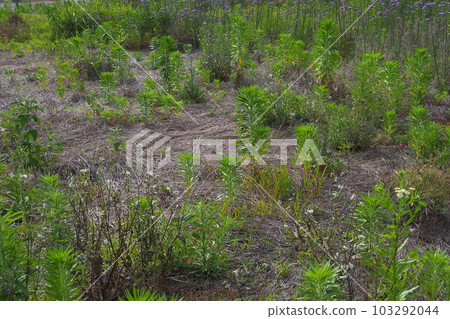 荒地、草地、田野、雜草、土地、空地 103292044
