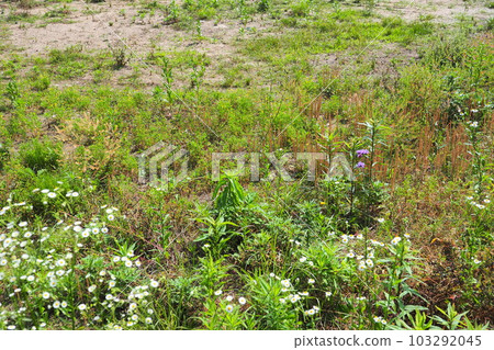 荒地、草地、田野、雜草、土地、空地 荒地、草地、田野、雜草、土地、空地 103292045