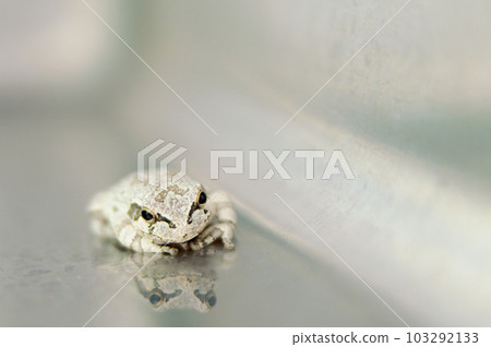 Small frog close-up 103292133