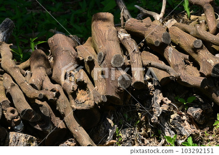 Burning tree image (for camping etc.) 103292151