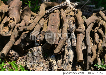 Burning tree image (for camping etc.) 103292152