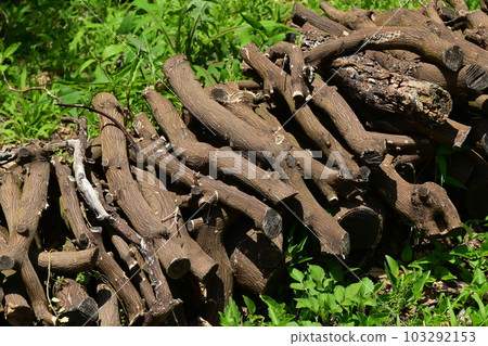 Burning tree image (for camping etc.) Burning tree image (for camping etc.) 103292153