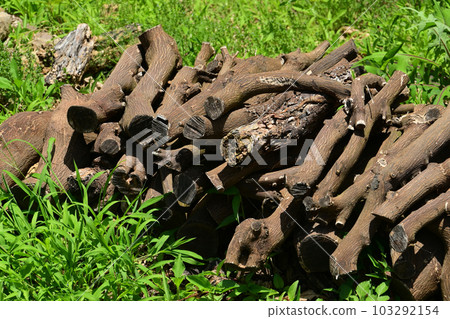 Burning tree image (for camping etc.) 103292154