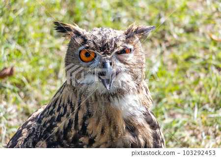 The blinking eagle-owl (Bubo bubo) look to camera The blinking eagle-owl (Bubo bubo) look to camera 103292453