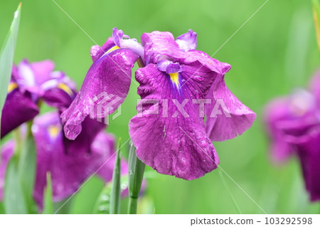 Beautiful Japanese iris (Japanese iris) Beautiful Japanese iris (Japanese iris) 103292598