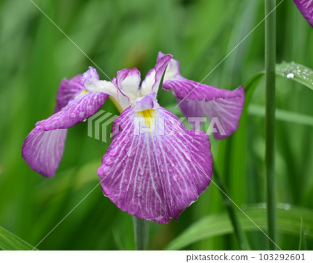 Beautiful Japanese iris (Japanese iris) Beautiful Japanese iris (Japanese iris) 103292601