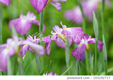 美麗的日本鳶尾（雨後有水滴） 103292717