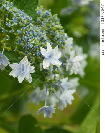Rainy season image (Hydrangea/hydrangea) Rainy season image (Hydrangea/hydrangea) 103292847