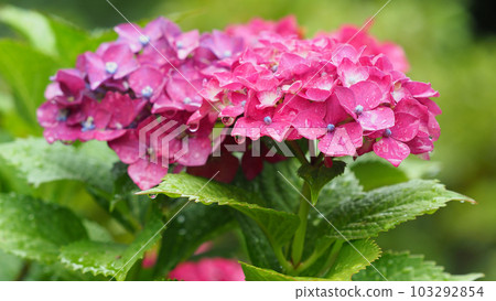 Rainy season image (Hydrangea/hydrangea) Rainy season image (Hydrangea/hydrangea) 103292854