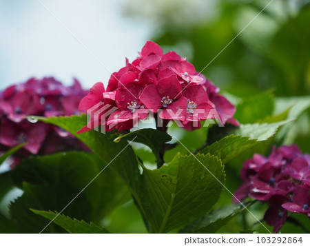 Rainy season image (Hydrangea/hydrangea) 103292864