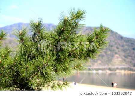 Kehi no Matsubara, Tsuruga Bay, Matsubayashi, Matsubara Beach, 福井縣, Tsuruga City, Tsuruga Bay, Kehi no Matsubara Beach, Beach, Fishing Area 103292947