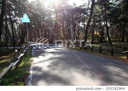 Kehi no Matsubara, Tsuruga Bay, Matsubayashi, Matsubara Beach, 福井縣, Tsuruga City, Tsuruga Bay, Kehi no Matsubara Beach, Beach, Fishing Area Kehi no Matsubara, Tsuruga Bay, Matsubayashi, Matsubara Beach, 福井縣, Tsuruga City, Tsuruga Bay, Kehi no Matsubara Beach, Beach, Fishing Area 103292964