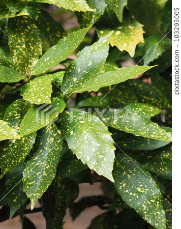 Aoki (Aucuba japonica) Aoki (Aucuba japonica) 103293005