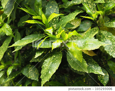 Aoki (Aucuba japonica) Aoki (Aucuba japonica) 103293006