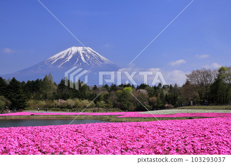 Fuji Shibazakura Festival and snow-capped Mt. Fuji 103293037