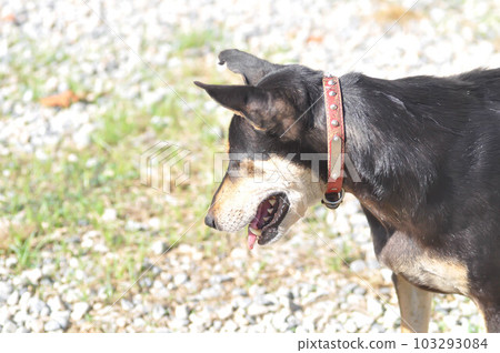 dog, black dog in the garden or unaware dog dog, black dog in the garden or unaware dog 103293084