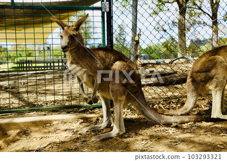 A picture of the Kangaroo in the Zoo of Brisbane, Australia. 103293321