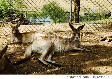 A picture of the Kangaroo in the Zoo of Brisbane, Australia. 103293325