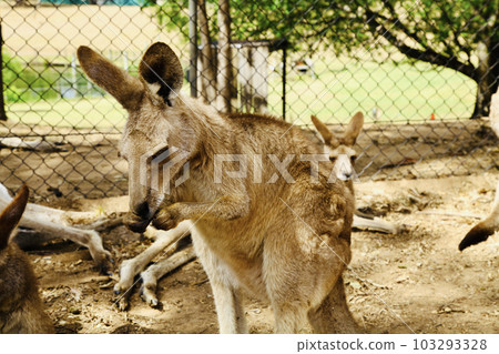 A picture of the Kangaroo in the Zoo of Brisbane, Australia. 103293328