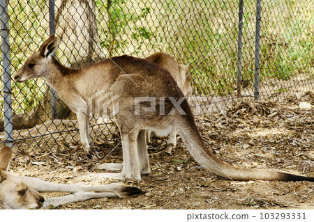A picture of the Kangaroo in the Zoo of Brisbane, Australia. A picture of the Kangaroo in the Zoo of Brisbane, Australia. 103293331