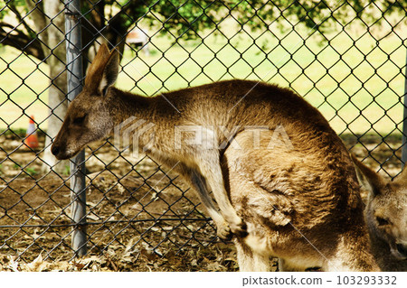 A picture of the Kangaroo in the Zoo of Brisbane, Australia. 103293332