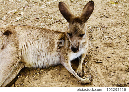 A picture of the Kangaroo in the Zoo of Brisbane, Australia. A picture of the Kangaroo in the Zoo of Brisbane, Australia. 103293336