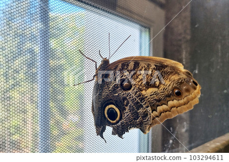 Close-up of a beautiful butterfly on the window. 103294611