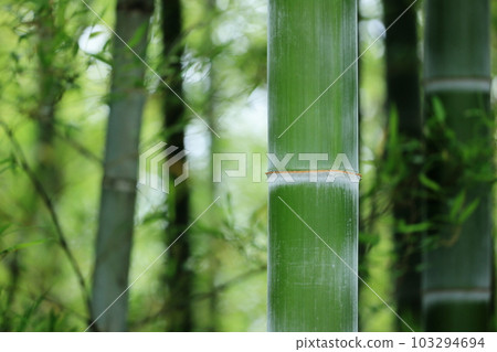 Bamboo grove Bamboo grove 103294694