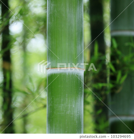 竹林 竹林 103294695