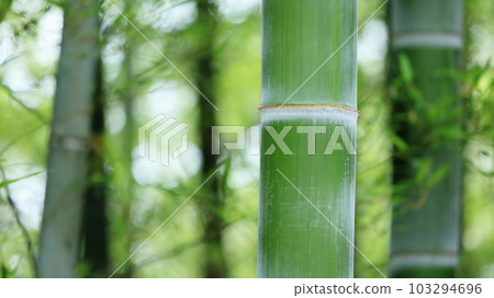 竹林 竹林 103294696