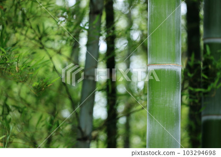  竹林 103294698
