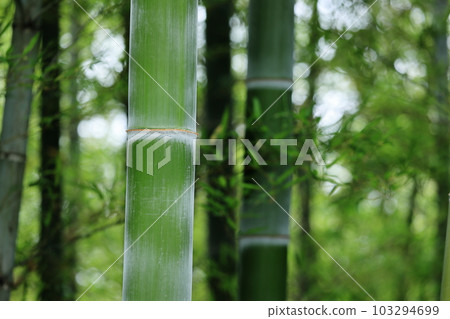  竹林 103294699