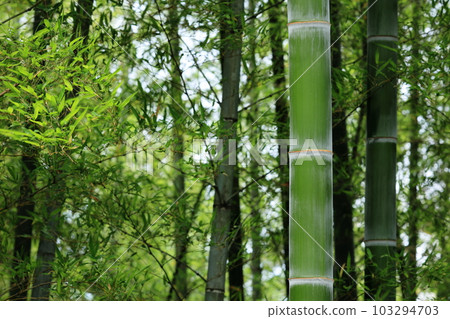 Bamboo grove Bamboo grove 103294703