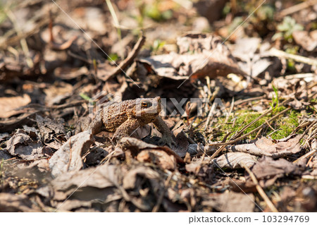 common toad after hibernation among dry foliage common toad after hibernation among dry foliage 103294769