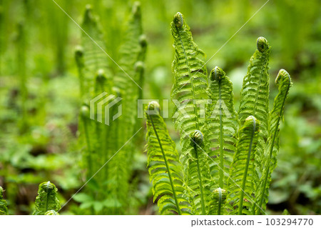 natural spring background, forest landscape with sprouts of ferns natural spring background, forest landscape with sprouts of ferns 103294770