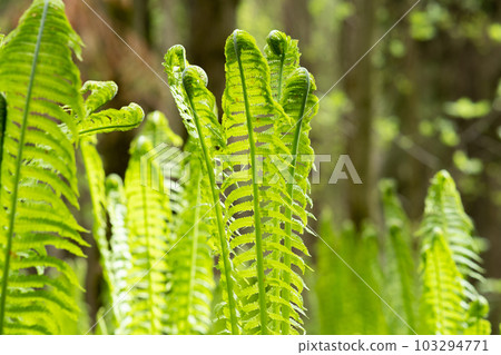 natural spring background, sprouts of ostrich fern close-up 103294771