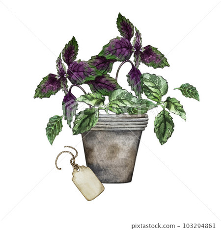 Composition of purple and green basil leaves Stock