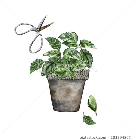 Composition of green basil leaves. Watercolor illustration Composition of green basil leaves. Watercolor illustration 103294865