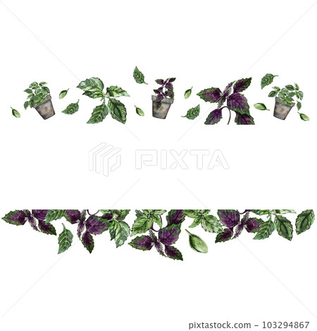 Frame of green and purple basil leaves. Watercolor illustration Frame of green and purple basil leaves. Watercolor illustration 103294867