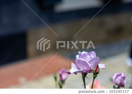 one purple rose one purple rose 103295157