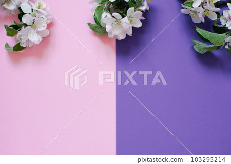 Small branches of apple blossoms on pink and purple background with copy space or border Small branches of apple blossoms on pink and purple background with copy space or border 103295214