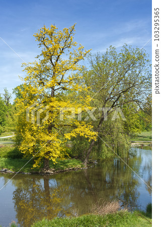 Quercus robur, the pedunculate oak in Prague Stromovka. Quercus robur, the pedunculate oak in Prague Stromovka. 103295365