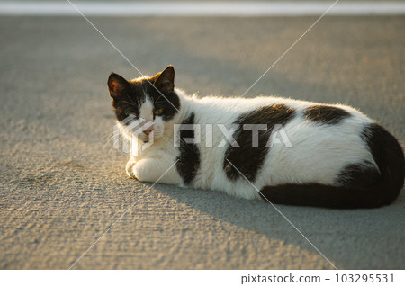 A beautiful tabby cat is lying on a road and posing. selective focus. High quality photo 103295531