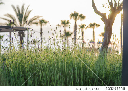 beautiful beach lagoon view with palm trees and tropical leaves, can be used as background beautiful beach lagoon view with palm trees and tropical leaves, can be used as background 103295536