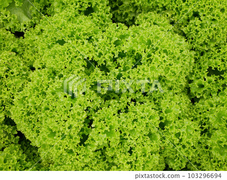 Lollo Rosso green lettuce farm fresh bio curly Lactuca sativa harvest farmer freshly growth bio harvesting vegetable spring stem stalk farmer farming grows vegetables ecology garden, organically grown 103296694