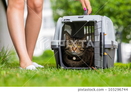 A gray striped cat lies in a carrier on the green grass in the open air next to the feet of the owner. A gray striped cat lies in a carrier on the green grass in the open air next to the feet of the owner. 103296744