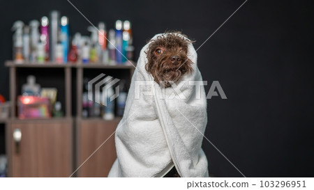 Cute brown mini poodle wrapped in a white towel after washing in a grooming salon. Cute brown mini poodle wrapped in a white towel after washing in a grooming salon. 103296951