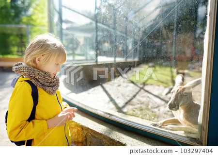 Cute litlle boy watching kangaroo at zoo. Kid having fun in farm with animals. Entertainment for kids on school holidays. Cute litlle boy watching kangaroo at zoo. Kid having fun in farm with animals. Entertainment for kids on school holidays. 103297404